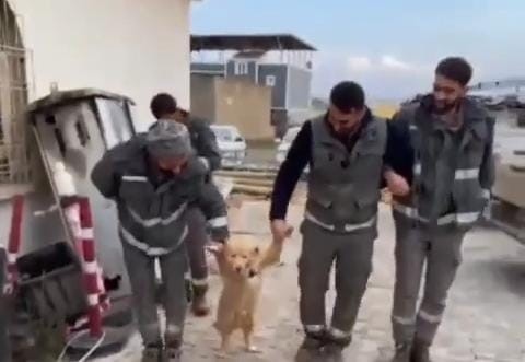 İşçilerin mola esnasında köpekle halayı güldürdü İşçilerin mola esnasında köpekle halayı güldürdü