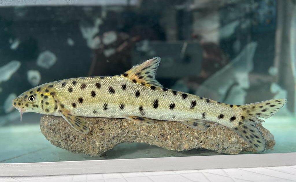 Kırmızı listedeki ‘leopar sazanı’ Dicle’de tespit edildi