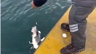 Oltaya balık yerine martı takıldı