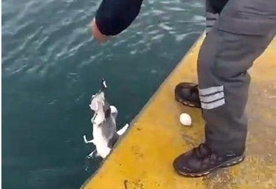 Oltaya balık yerine martı takıldı