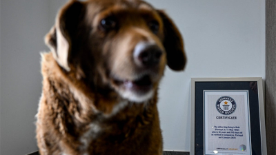Dünyanın en yaşlı köpeği Bobi’nin unvanı askıya alındı