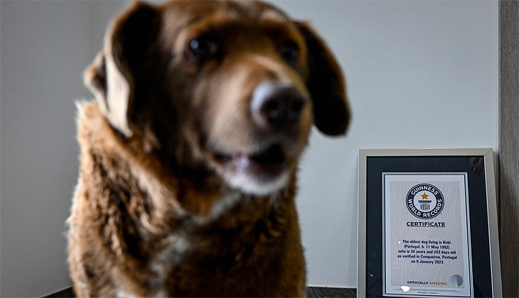 Dünyanın en yaşlı köpeği Bobi’nin unvanı askıya alındı