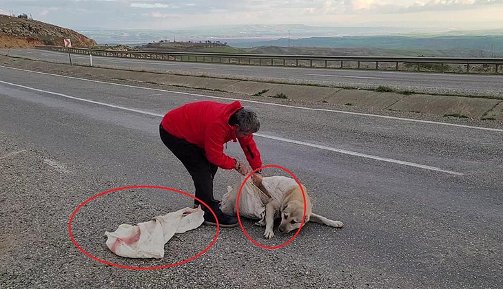 Torba içine koyulan köpek ölüme terk edildi