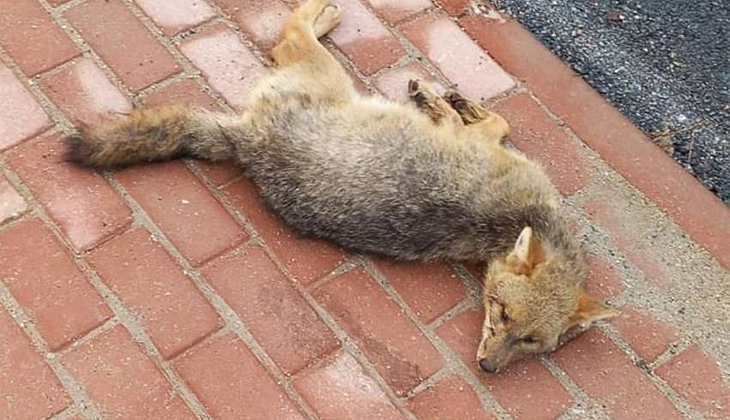 Bursa’da sokak ortasında ölü tilki bulundu
