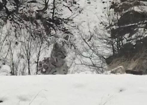 Tunceli’de kırmızı listedeki vaşak görüntülendi