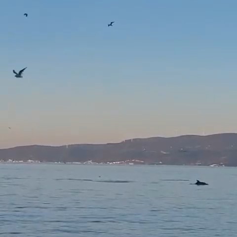 Bursa Mudanya’da yunus balıklarından resital