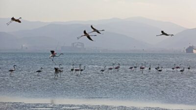 İzmit Körfezi’nin sevimli misafirleri