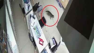 Bursa’da inanılmaz olay… Kırılan tavandan aşağı kedi düştü
