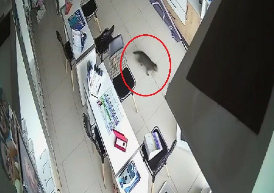 Bursa’da inanılmaz olay… Kırılan tavandan aşağı kedi düştü