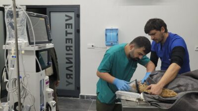 Caretta Caretta 2,5 saatlik operasyonla hayata döndü