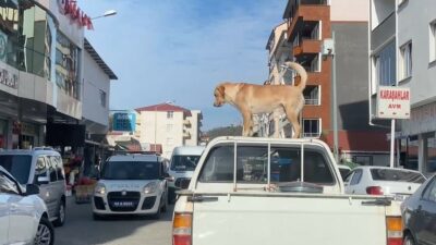Bu köpeğin en büyük tutkusu kamyonetin tavanında yolculuk etmek