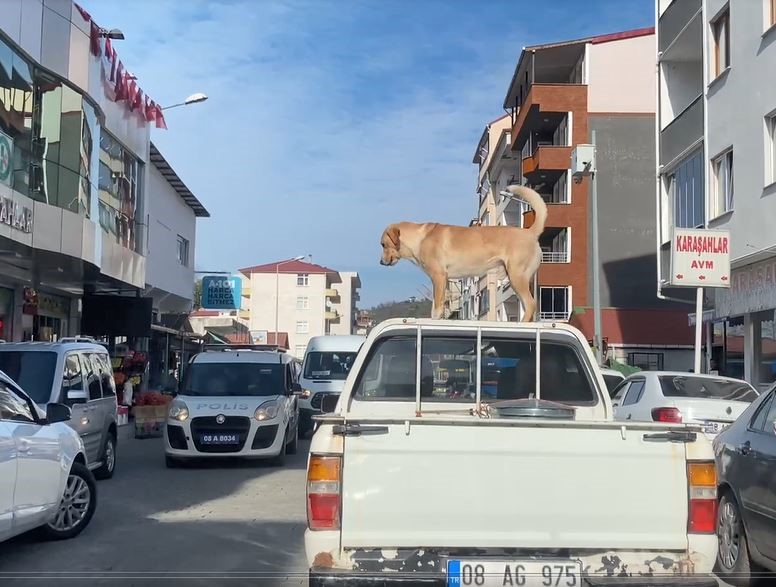 Bu köpeğin en büyük tutkusu kamyonetin tavanında yolculuk etmek