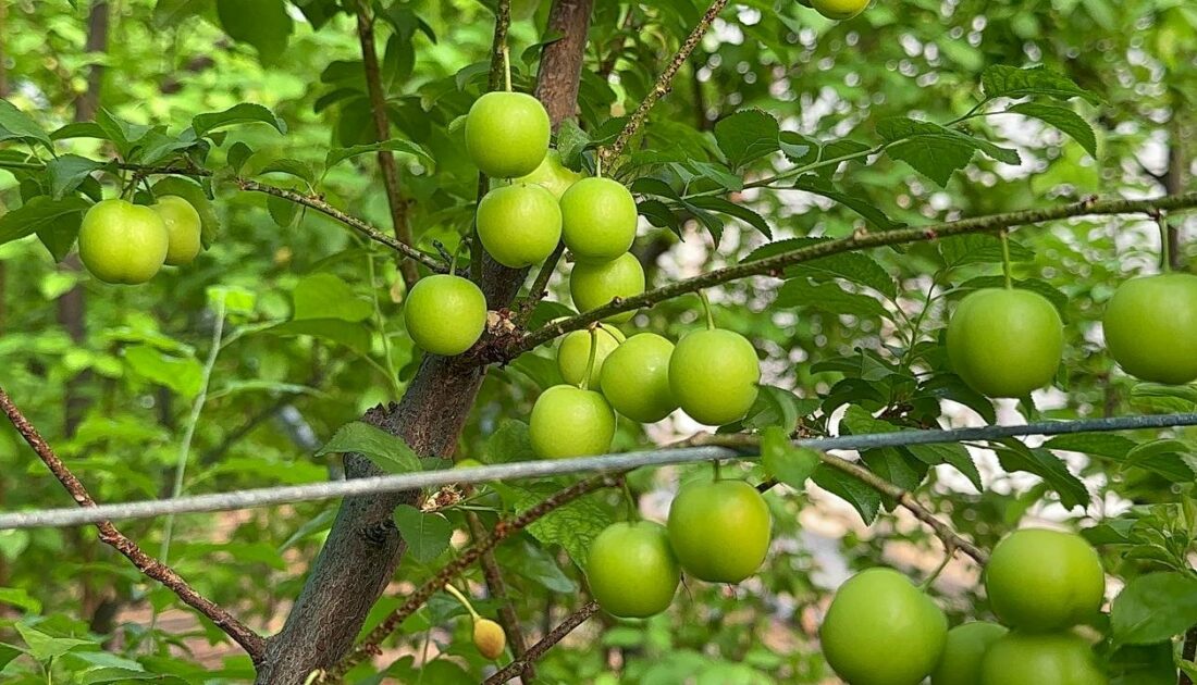 Bursa’da erik hasadı başladı… Fiyatlar dudak uçuklatıyor!