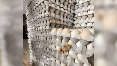 O görüntüler şoke etti! Yumurta kolilerinden civciv çıktı