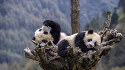 Çin ve ABD arasındaki ‘Panda diplomasisi’ tekrar başlıyor