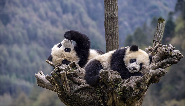 Çin ve ABD arasındaki ‘Panda diplomasisi’ tekrar başlıyor