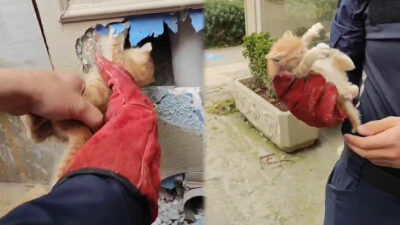 Bursa’da kedi kurtarma operasyonu