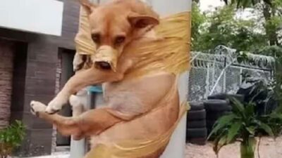 Havlayan köpek, komşusu tarafından elektrik direğine bantlandı