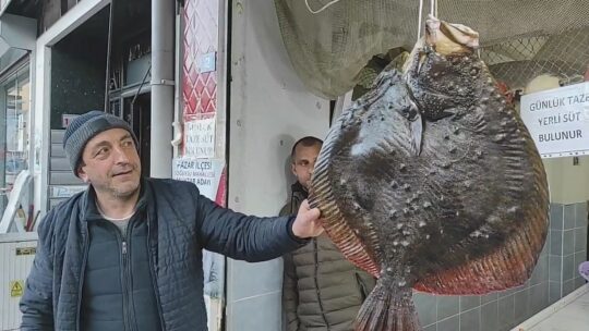 Balıkçı ağına 7 kg ağırlığındaki kalkan balığı takıldı