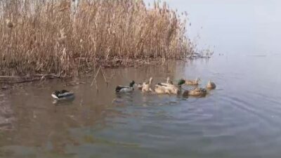 Bursa’da tedavisi tamamlanan ördekler doğaya salındı
