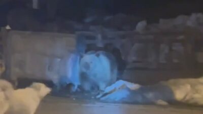 Uludağ’da ayılar kış uykusunda uyandılar