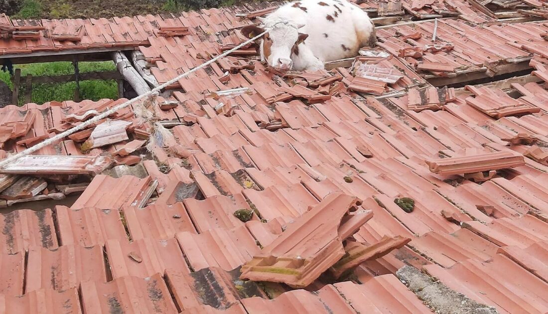 Çatıdan inek düştü