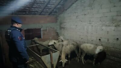 İznik’ten çalınan koyunlar Yenişehir’de bulundu