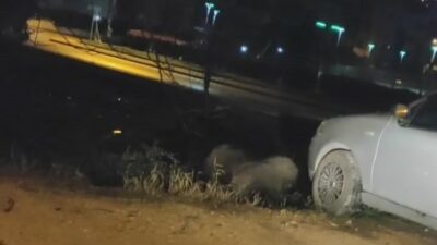 Bursa’da aç kalan domuzlar şehre indi