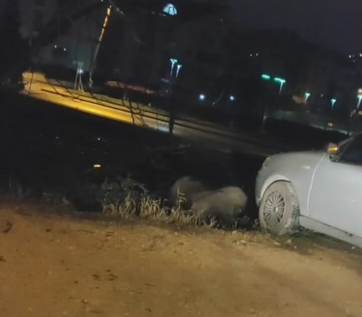 Bursa’da aç kalan domuzlar şehre indi