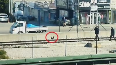 Bursa’da horoz ortalığı birbirine kattı