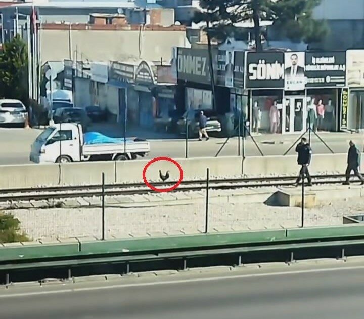Bursa’da horoz ortalığı birbirine kattı