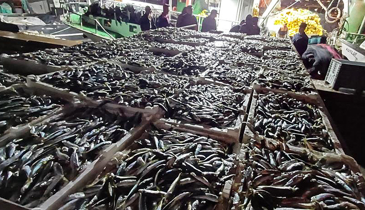 Kaçak avlanmış 8 ton istavrit balığı ele geçirildi