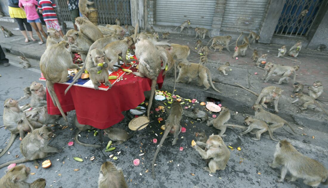 Tayland’da şehri istila eden maymunlar toplatılıyor