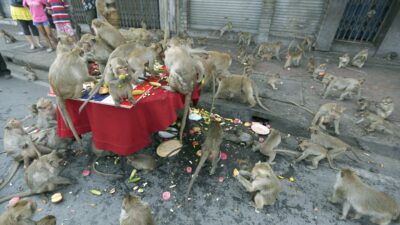 Tayland’da şehri istila eden maymunlar toplatılıyor
