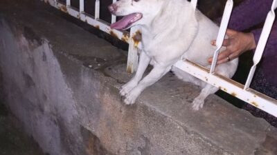 Korkuluk demirine sıkışan köpek kurtarıldı