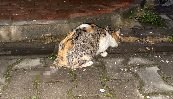 Bursa’da vahşet: Anne kedinin kuyruğunu kesip yavrularını öldürdüler