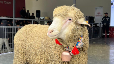 Merinos koçu rekor fiyata satıldı