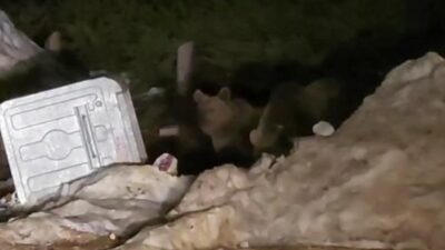Bursa’da aç kalan ayılar çöp konteynerlerinde yiyecek aradı