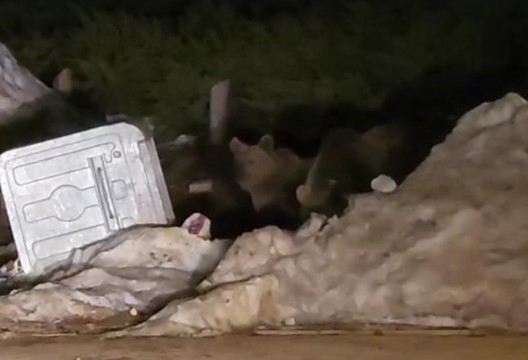 Bursa’da aç kalan ayılar çöp konteynerlerinde yiyecek aradı Bursa’da aç kalan ayılar çöp konteynerlerinde yiyecek aradı