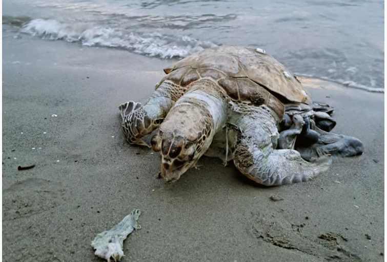 Sahile ölü Deniz Kaplumbağası vurdu