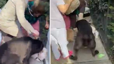 Banu Parlak’ın köpeği, komşusunun köpeğini parçaladı