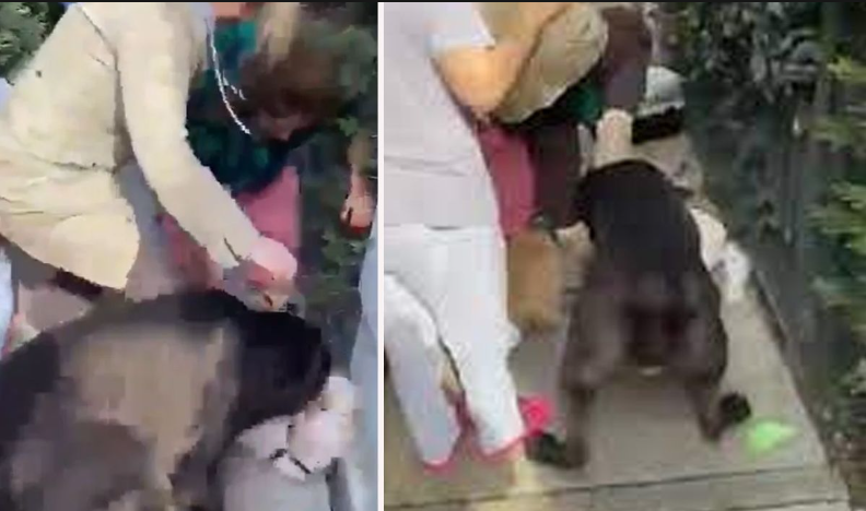 Banu Parlak’ın köpeği, komşusunun köpeğini parçaladı