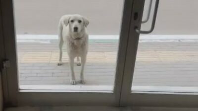 Bursa’da her gün dükkana gelen köpeği besleyen esnaf yüzleri gülümsetti