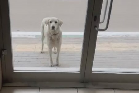 Bursa’da her gün dükkana gelen köpeği besleyen esnaf yüzleri gülümsetti