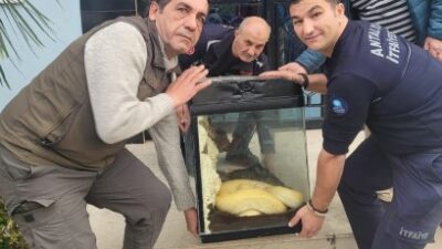 İkinci piton vakası, bu kez apartmanın içerisinden çıktı