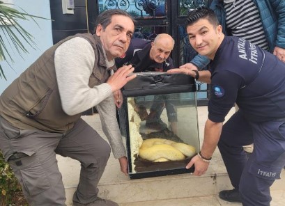 İkinci piton vakası, bu kez apartmanın içerisinden çıktı