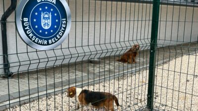 Bursa Büyükşehir’den kente Sokak Hayvanları Rehabilitasyon Merkezi