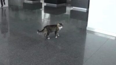 CHP’nin kedisi “Şero” iyileşti