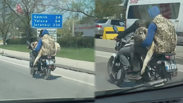 Bursa trafiğinde ilginç görüntüler: Motosiklette köpekle yolculuk yaptılar