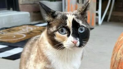 Kargo kutusuna gizlice girdi, Binlerce kilometre uçan kedi!